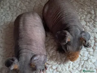 Guinea Pig rodents BEAUTIFUL SKINNY PIGS - Advert 2