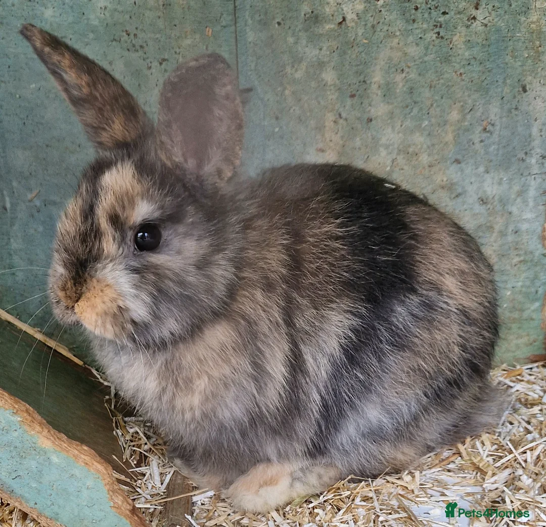 Mini Lop rabbits for sale: Baby mini lops girls in Doncaster - Advert 1
