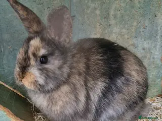 Mini Lop rabbits Baby mini lops girls - Advert 2