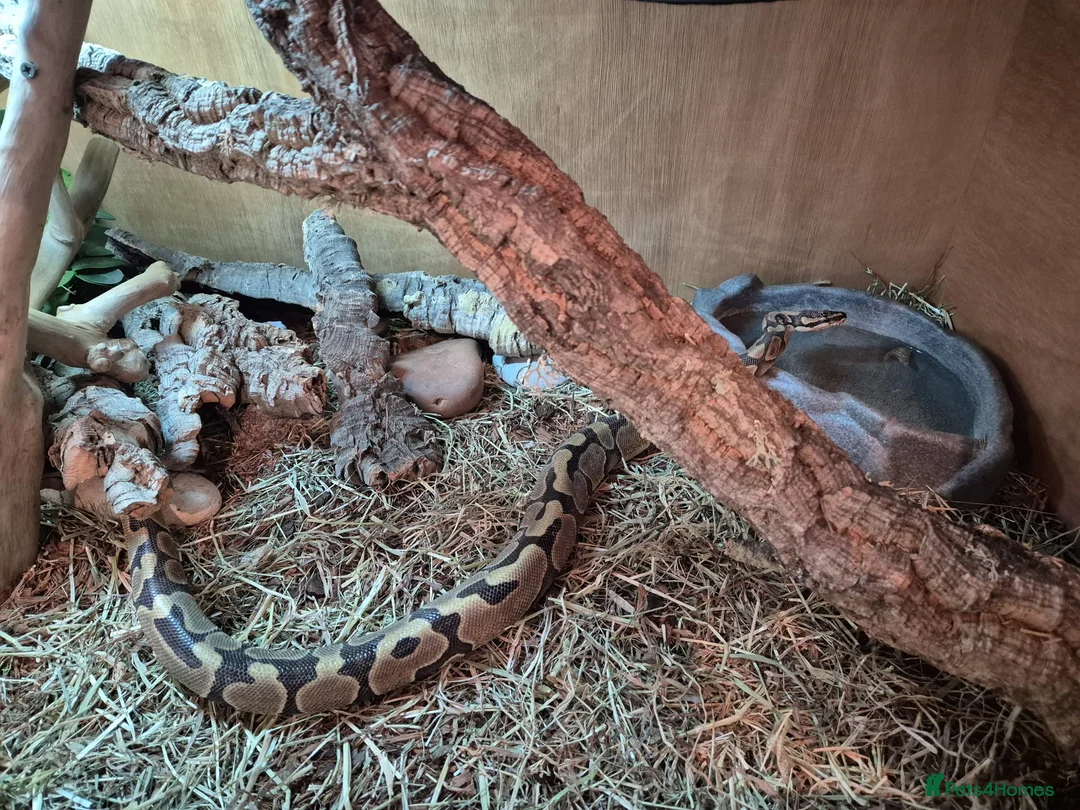 Python Snake reptiles for sale: Ball Python for Sale - Advert 4