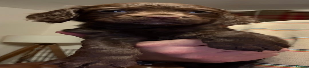 Cocker Spaniel Puppy 2