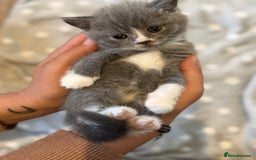 British Shorthair cats for sale: British shorthair kittens  - Image 7