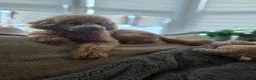 Toy Poodle dogs for sale: Toy Poodle  - Advert 2