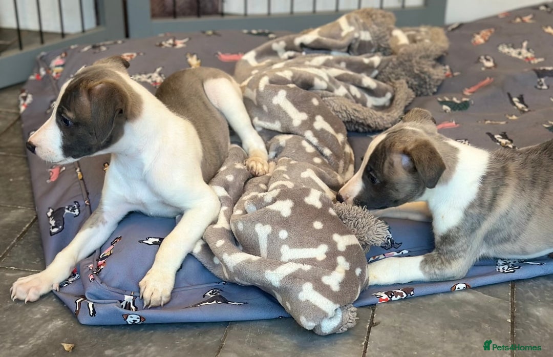 Whippet dogs for sale: 3 boys available  - Advert 6