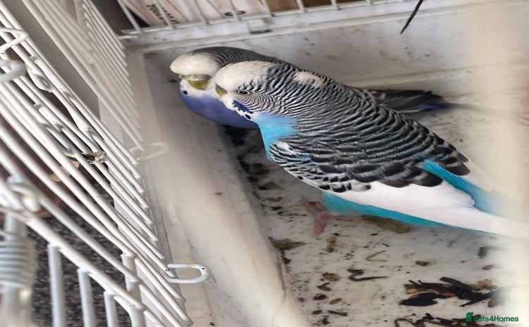Budgerigars birds - Advert 6