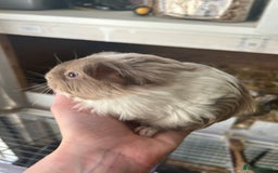 Guinea Pig rodents for sale: Male baby guineapigs  in Shefford - Image 2