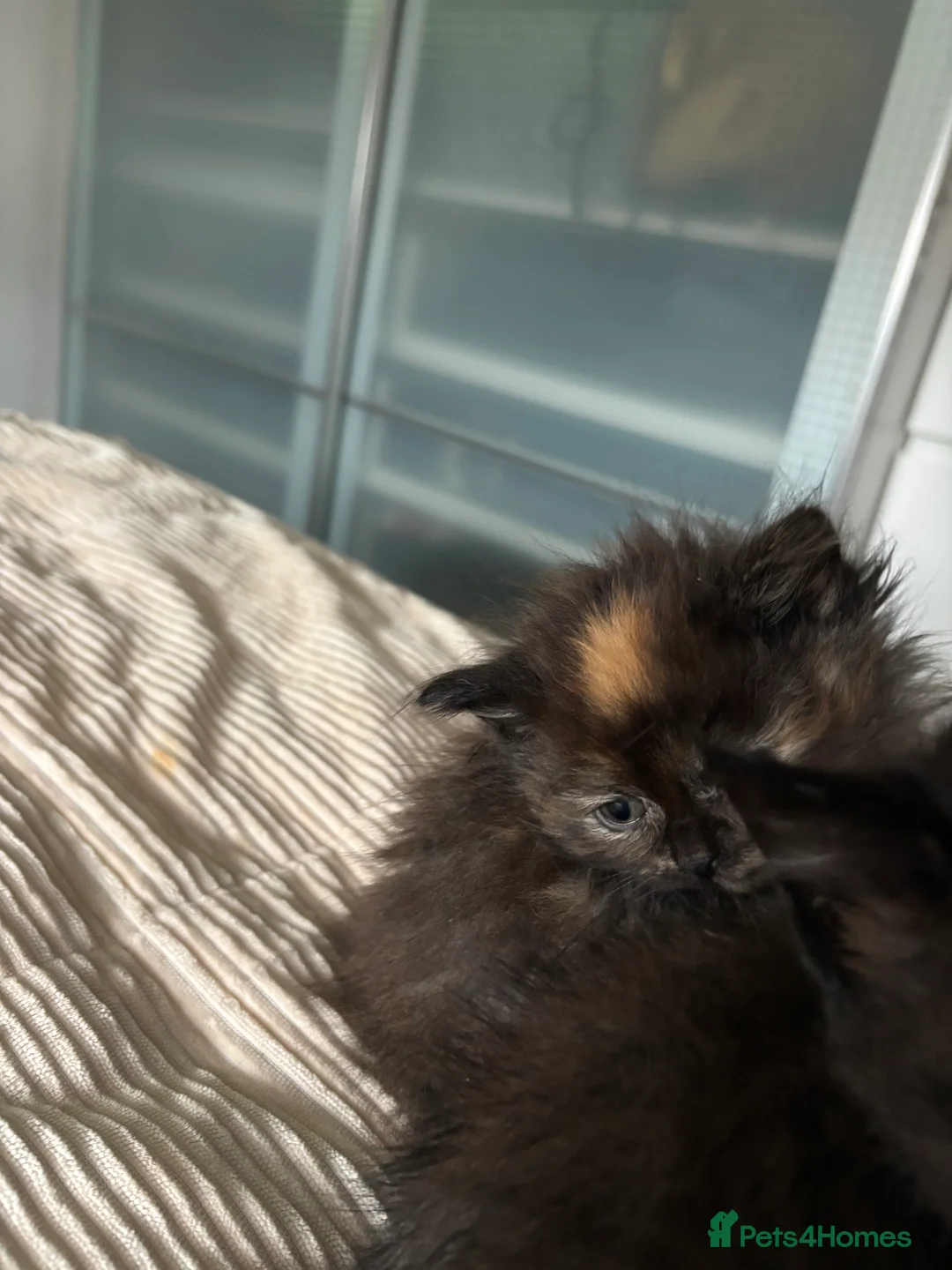 Mixed Breed cats for sale: Kittens for sale  - Advert 7