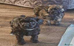 Toy Poodle dogs for sale: Toy poodle x puppies - Image 1