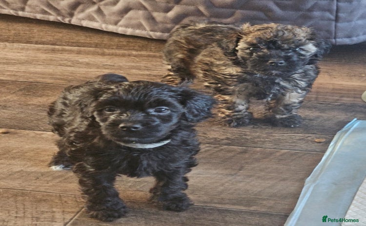 Toy Poodle dogs - Advert 10