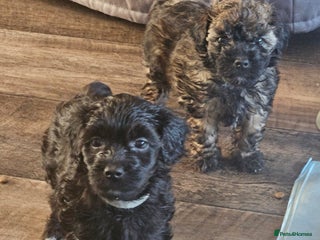 Toy Poodle dogs - Advert 12