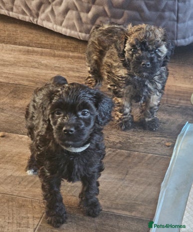 Toy Poodle dogs - Advert 5