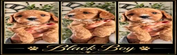 Cavapoo dogs for sale: PERFECT HEALTH TESTED F1 CAVAPOO PUPPIES - Advert 1