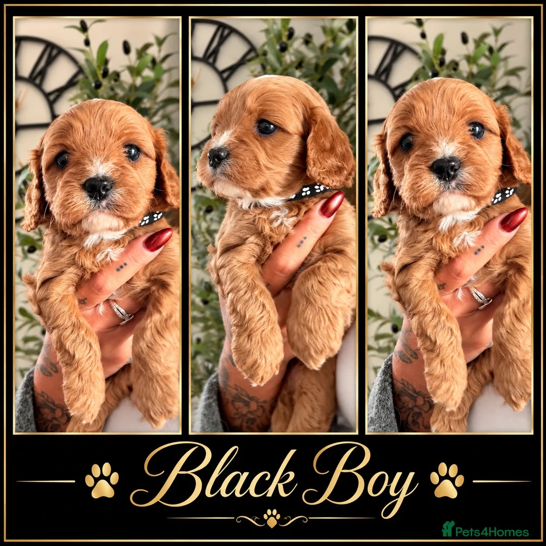 Cavapoo dogs for sale: PERFECT HEALTH TESTED F1 CAVAPOO PUPPIES - Advert 1