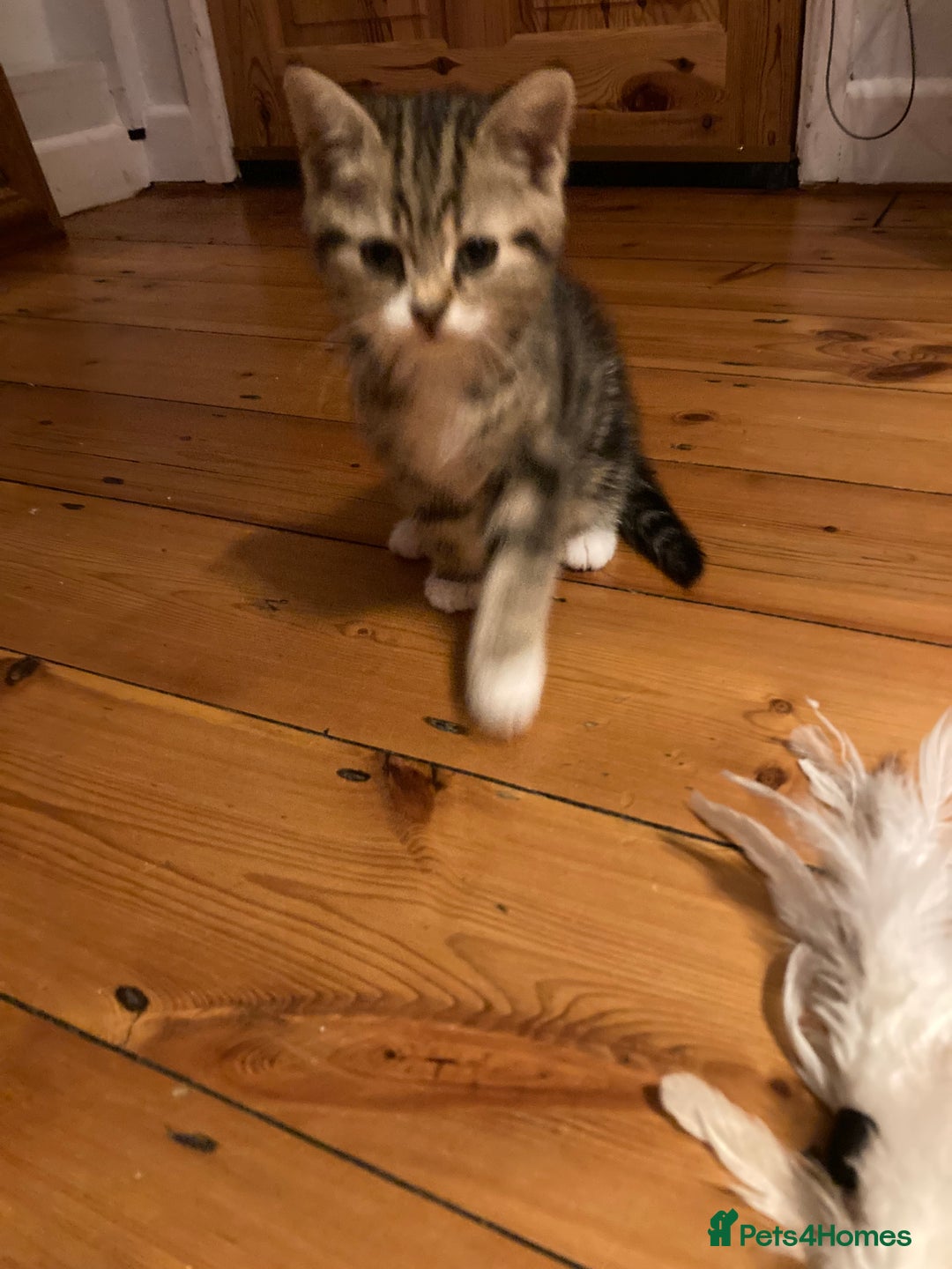 British Shorthair cats for sale: 2 beautiful fluffy kittens - Advert 12