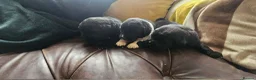 Newfoundland dogs for sale: Beautiful KC Registered Newfoundland Puppies!! - Advert 8