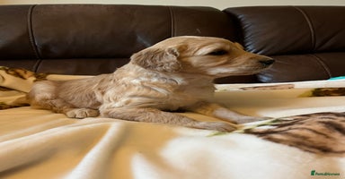 Goldendoodle dogs - Advert 5