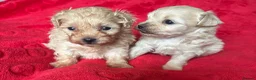 Maltipoo dogs for sale: Beautiful Maltipoos  - Advert 6