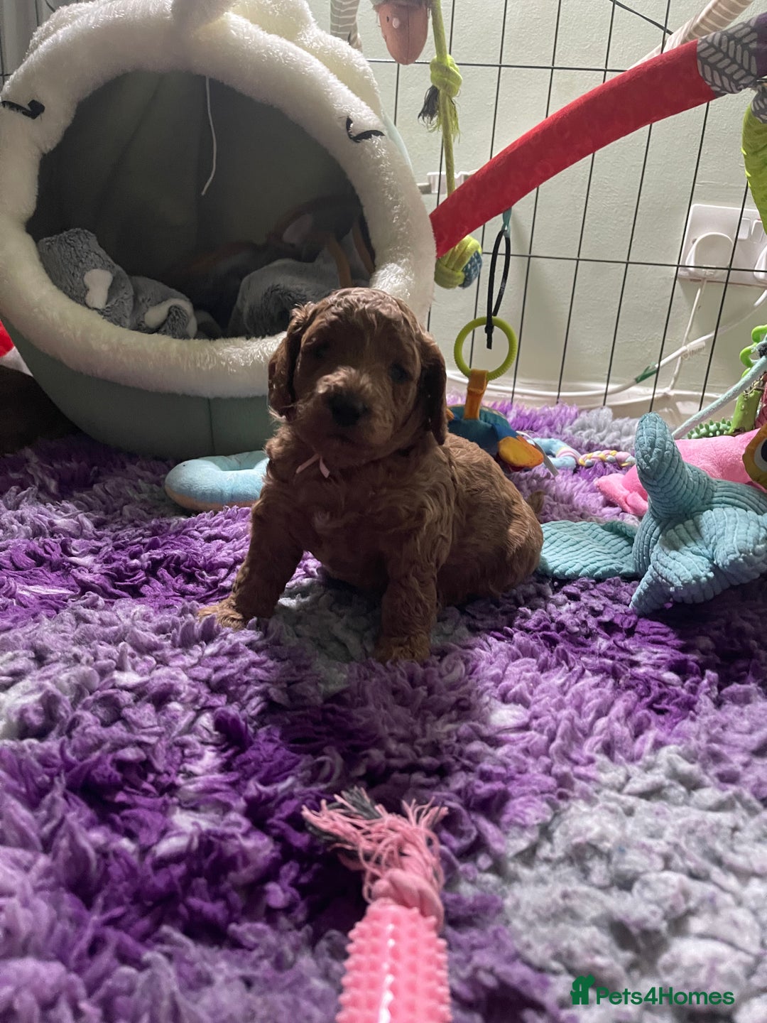 Cockapoo dogs for sale: Adorable cockapoo puppies for sale - Advert 11