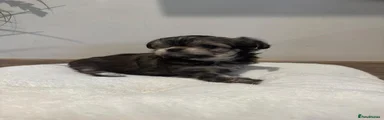 Mixed Breed 2