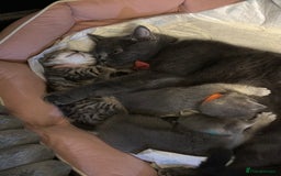 British Shorthair cats for sale: British Shorthair kittens  - Image 9