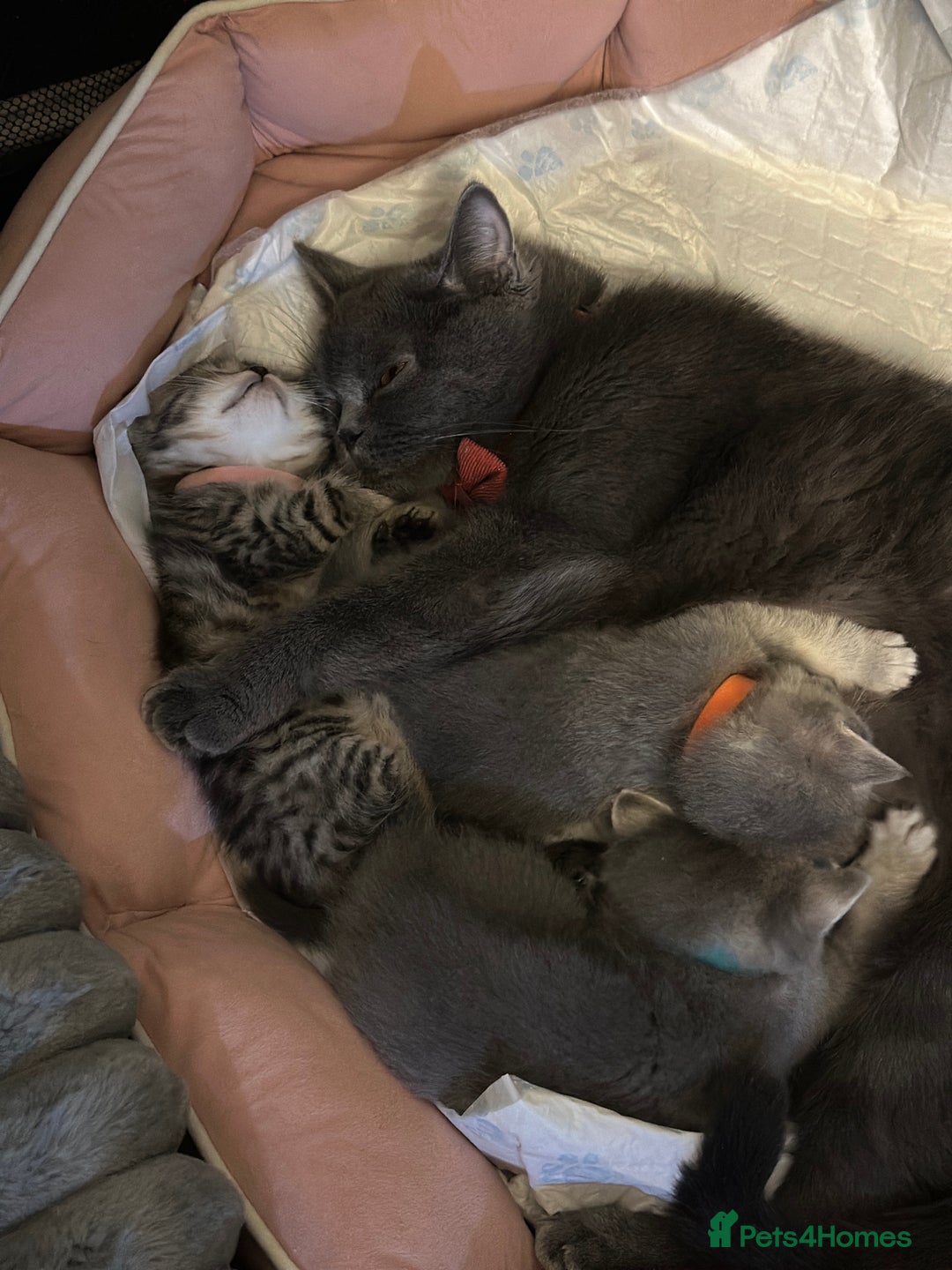 British Shorthair cats for sale: British Shorthair kittens  - Image 9