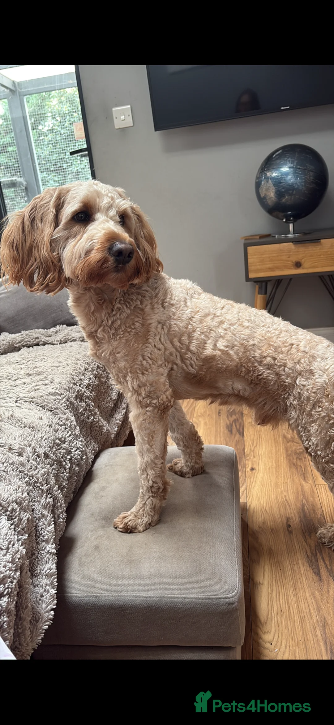 Australian Labradoodle dogs for sale: Beautiful Australian Labradoodle Puppies - Advert 7