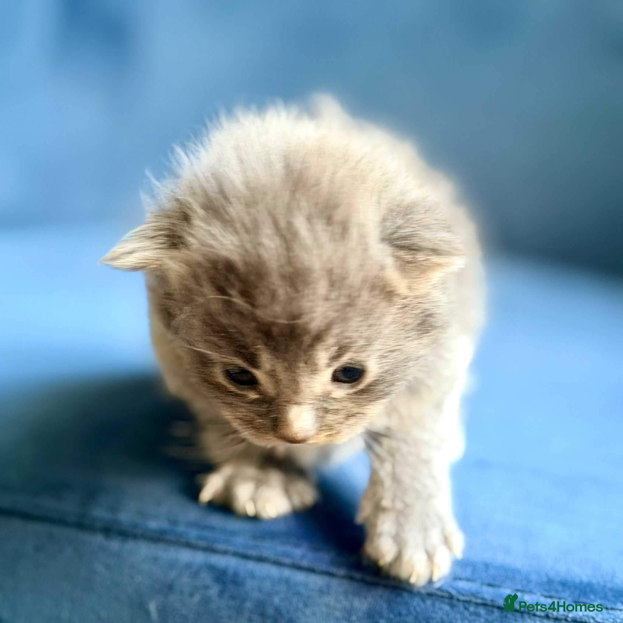 Ragcoon cats Rare Ragacoon Ragdoll x Maine Coon Cross  - Advert 1