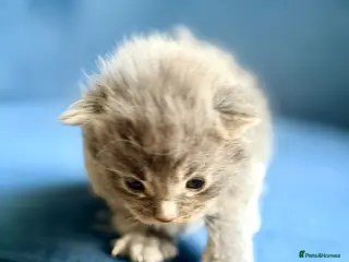 Ragcoon cats for sale: Rare Ragacoon Ragdoll x Maine Coon Cross - Advert 2
