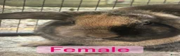 Mini Lop rabbits for sale: Female/ male mini lop - Advert 5