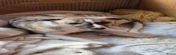Whippet dogs for sale: KC Registered Whippet Dog Pup  in Swansea - Advert 3