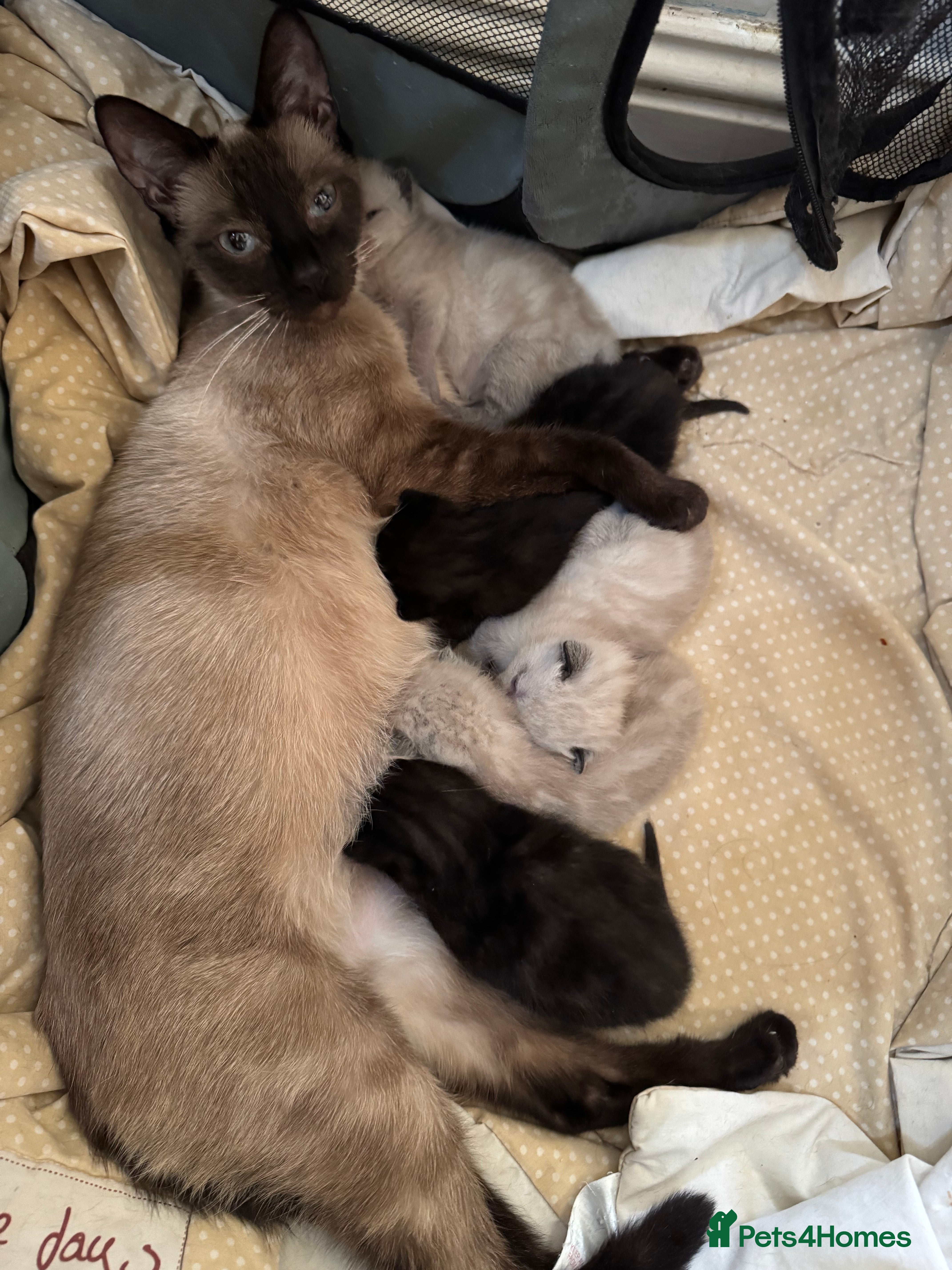 Siamese cats Fluffy Siamese point Bengals  - Advert 1