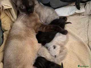 Siamese cats Fluffy Siamese point Bengals - Advert 1