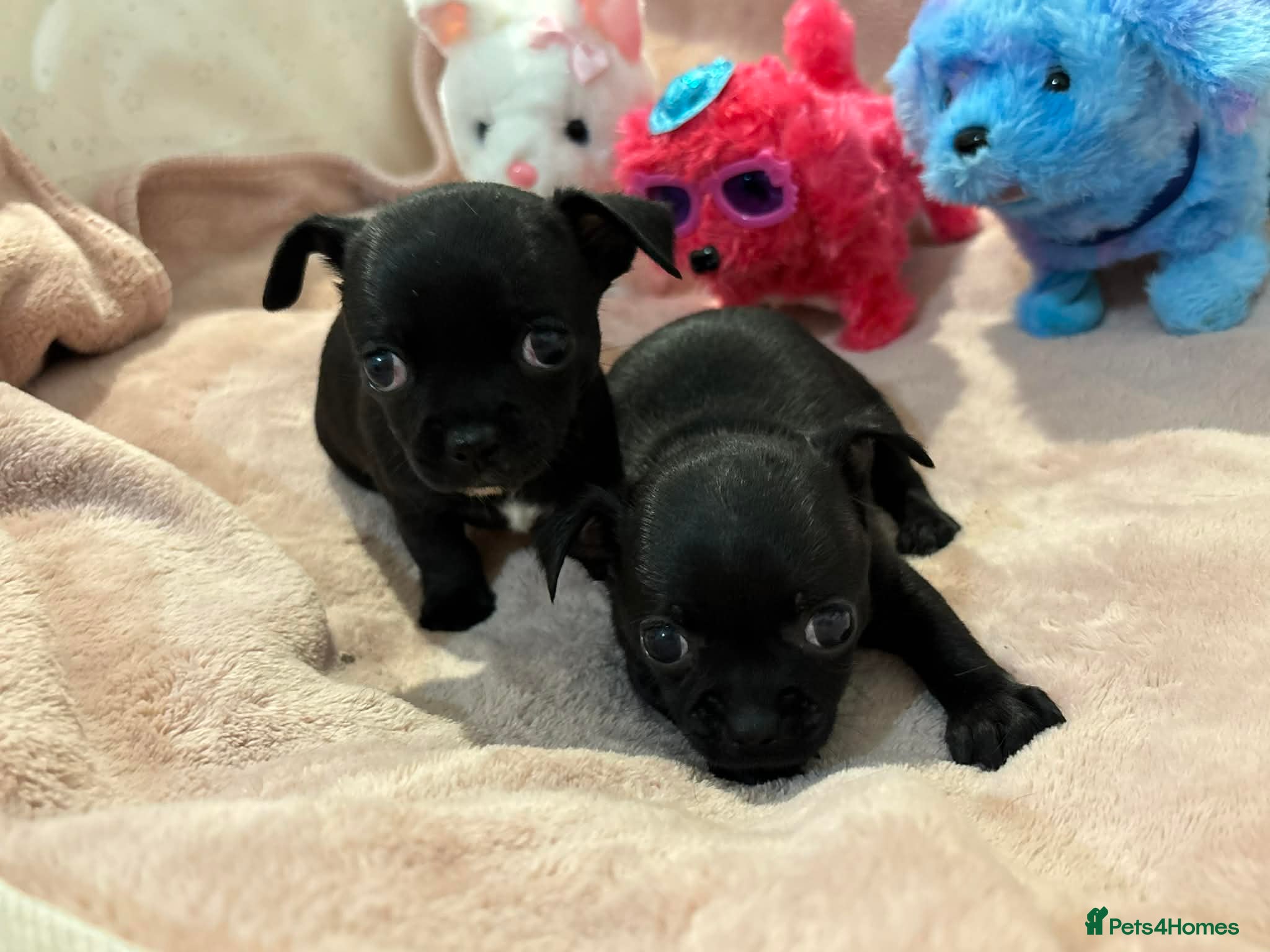 Chihuahua dogs Adorable Chihuahua 🐾🐶🐾🐶  - Advert 6