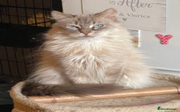 Ragdoll cats for sale: Two Ragdolls. Mom and Son. Ready for new home. - Image 7