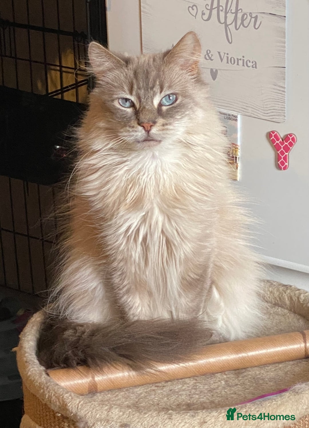 Ragdoll cats for sale: Two Ragdolls. Mom and Son. Ready for new home. - Image 7