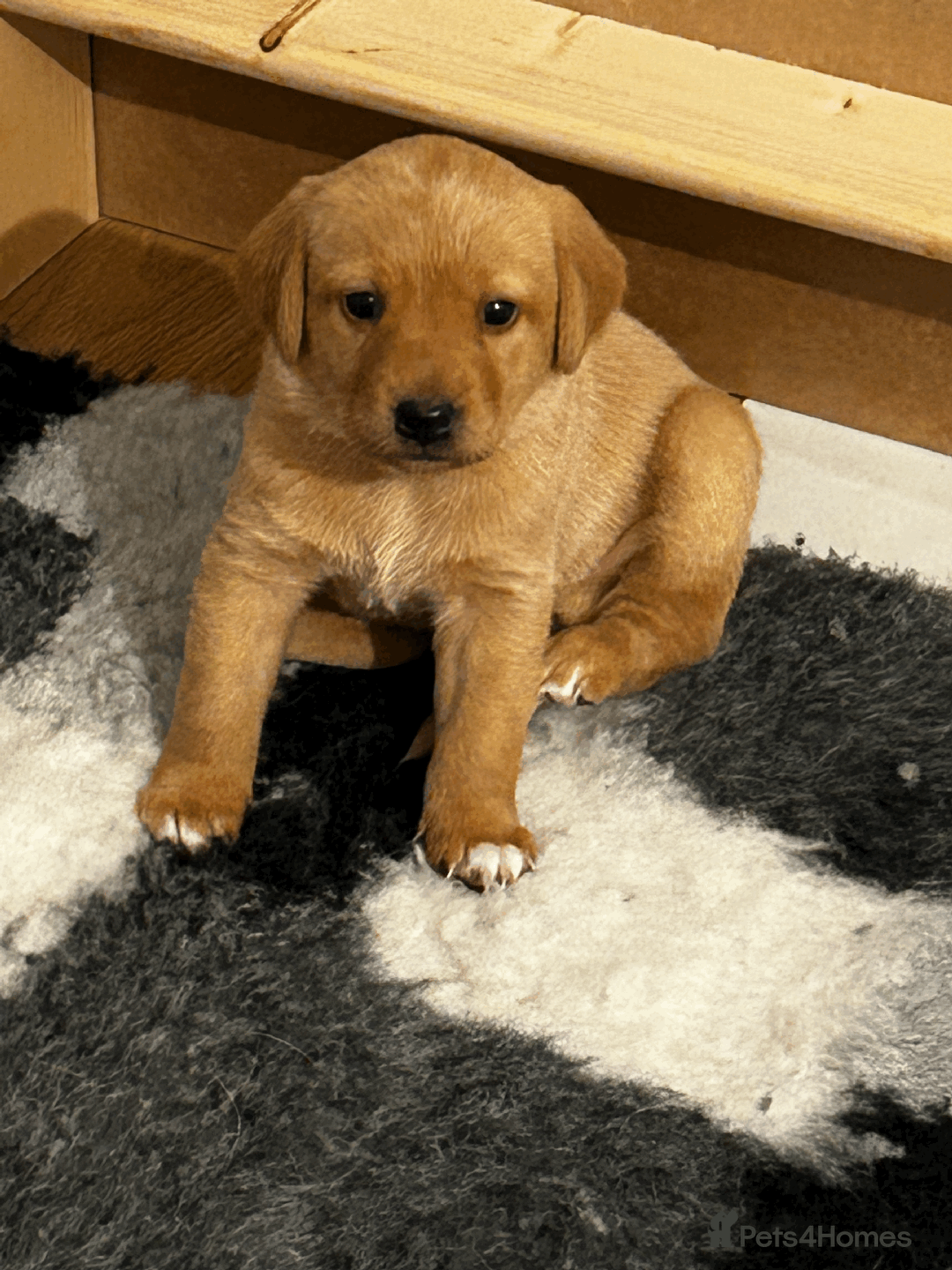 Labrador Retriever dogs for sale: Beautiful Labrador Puppies - Advert 6