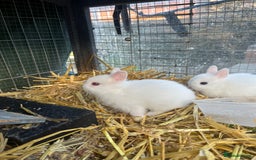 Netherland Dwarf rabbits for sale: Netherland dwarf bunnies for sale - Image 5