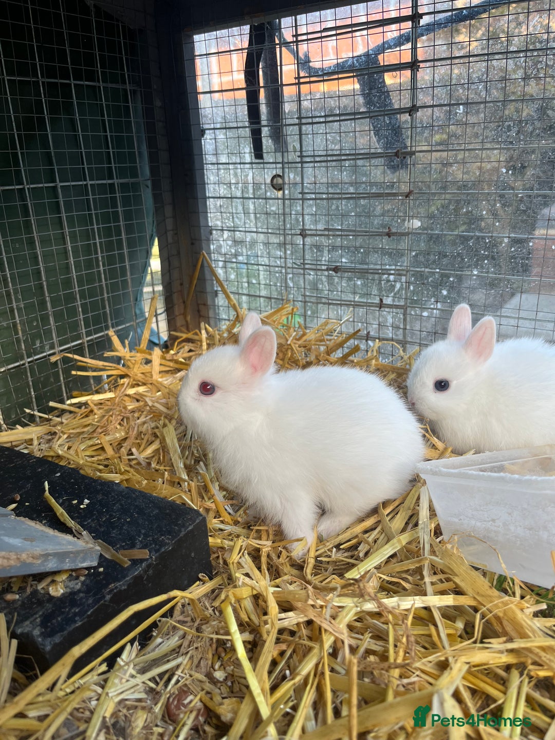 Netherland Dwarf rabbits for sale: Netherland dwarf bunnies for sale - Image 5
