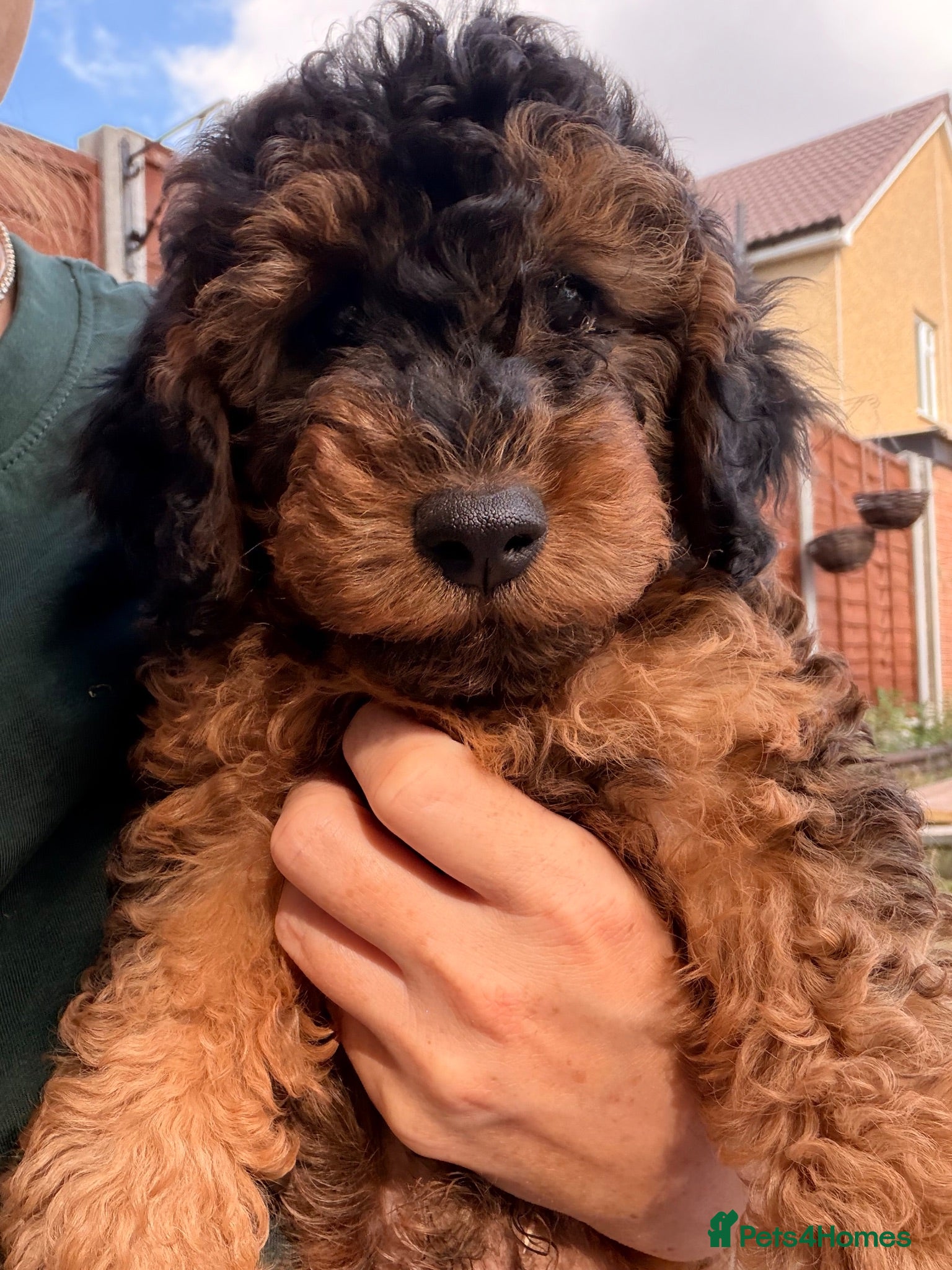 Cockapoo dogs 🐶 Two Male Fully Health Tested F1B Cockapoos 🐶  - Advert 2