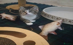 Munchkin cats for sale: Beautiful markings lush coat tabby tuxedo  - Image 30