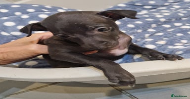 Italian Greyhound dogs - Advert 2