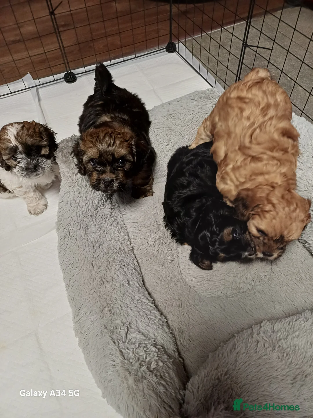 Maltipoo dogs for sale: Maltipoo puppies - Advert 4