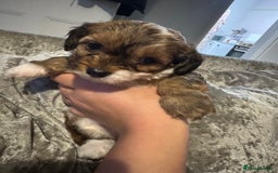 Jackapoo dogs for sale: Cavapoo x jack Russell puppies  - Image 24