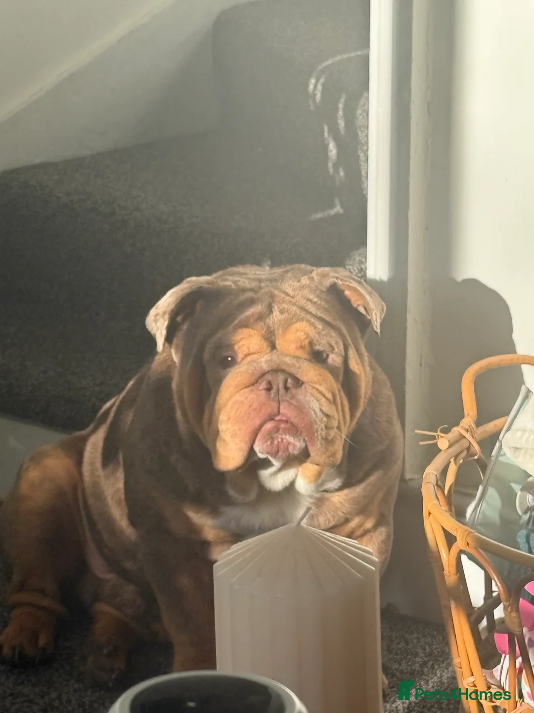 English Bulldog dogs for stud: English bulldog TRUE HEADTURNER  - Advert 3