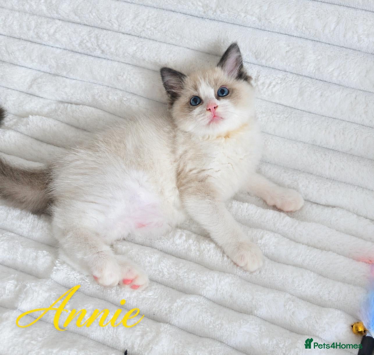 Ragdoll cats 🏆🎖 Premium GCCF Ragdoll Kittens Grand bloodlines - Advert 3