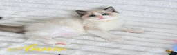 Ragdoll cats for sale: 🏆🎖 Premium GCCF Ragdoll Kittens Grand bloodlines - Advert 10