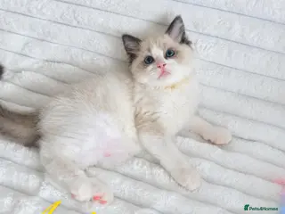 Ragdoll cats 🏆🎖 Premium GCCF Ragdoll Kittens Grand bloodlines - Advert 3