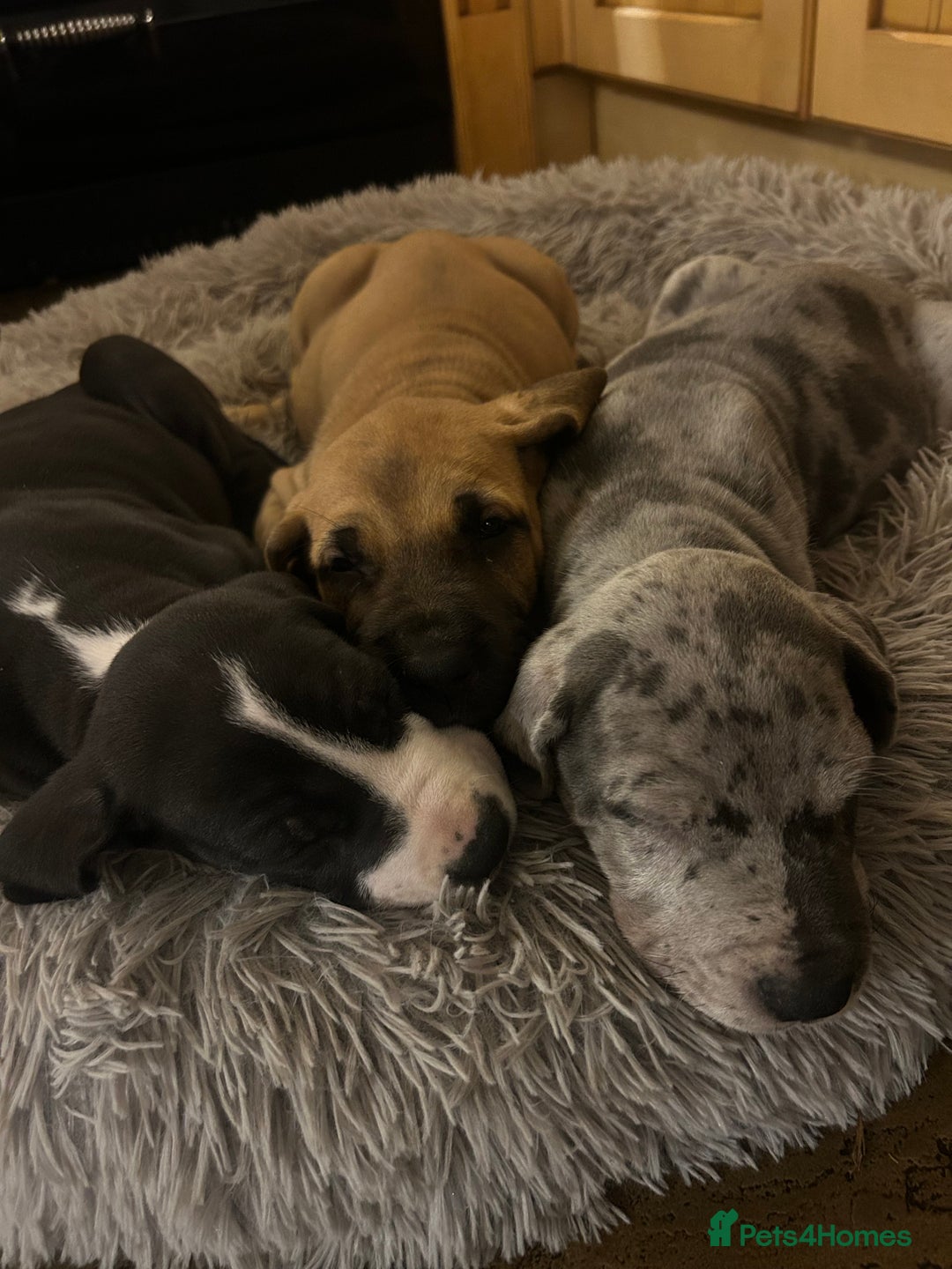 Great Dane dogs for sale: READY NOW… 3 BLACK GIRLS AVAILABLE  - Advert 10