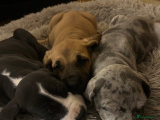 Great Dane dogs Stunning puppies, health tested KC parents. - Advert 4