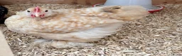 Chickens poultry for sale: 3 Male Pekin Bantam Roosters in Bishop Auckland - Advert 4